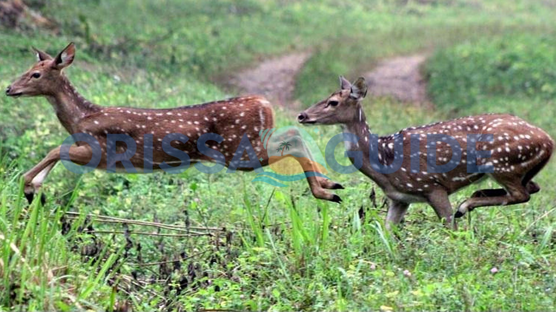 Odisha Wildlife Tour, Odisha