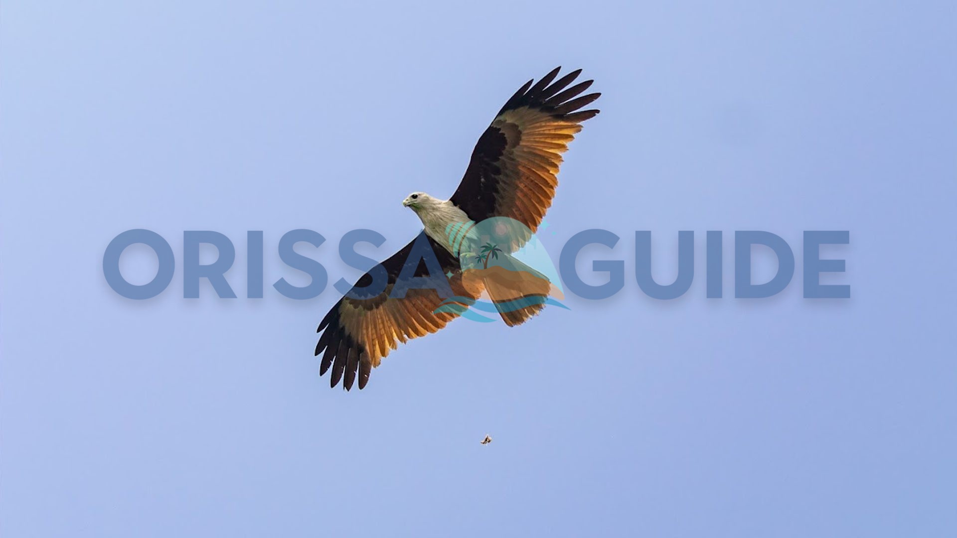 Odisha Wildlife Tour, Odisha