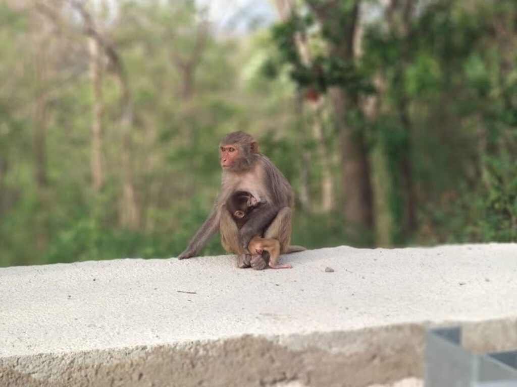 Ambapani Wildlife Sanctuary, Nabarangpur, Odisha