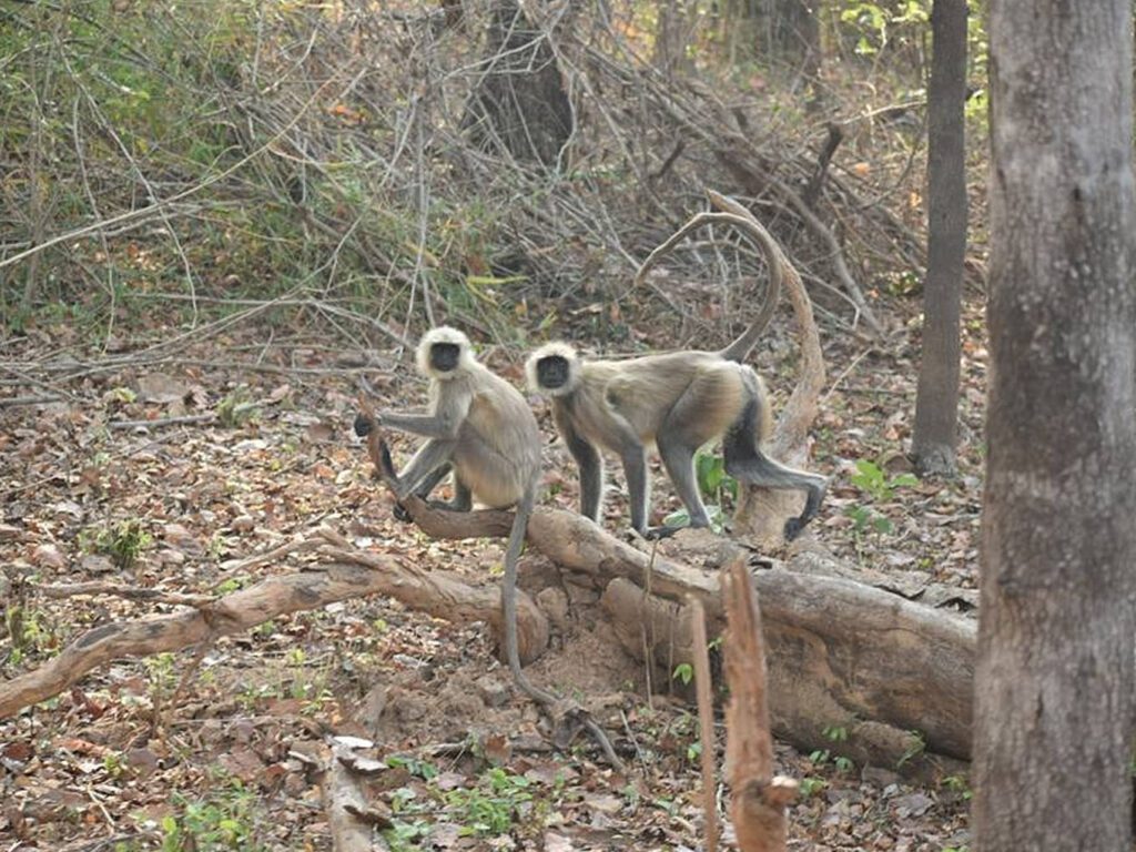 Debrigarh Wildlife Sanctuary, Sambalpur, Odisha