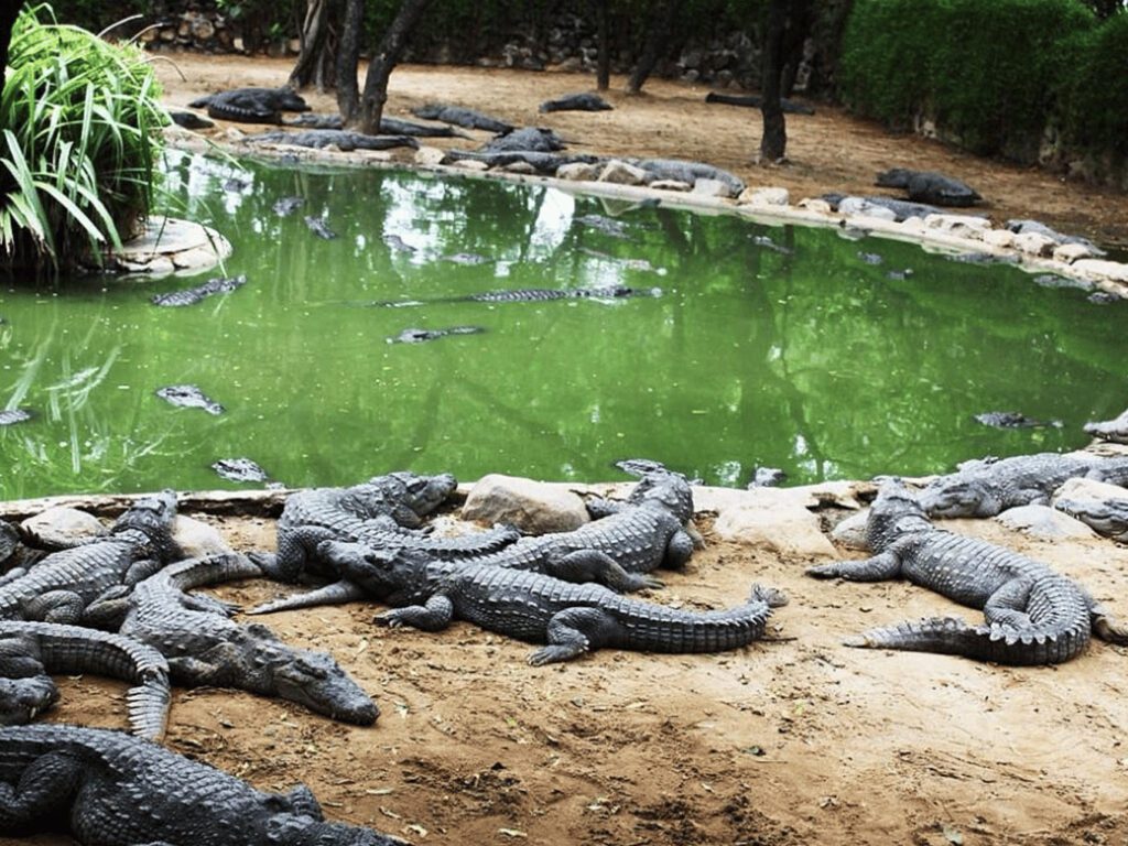 Turekela Wildlife Sanctuary, Balangir, Odisha