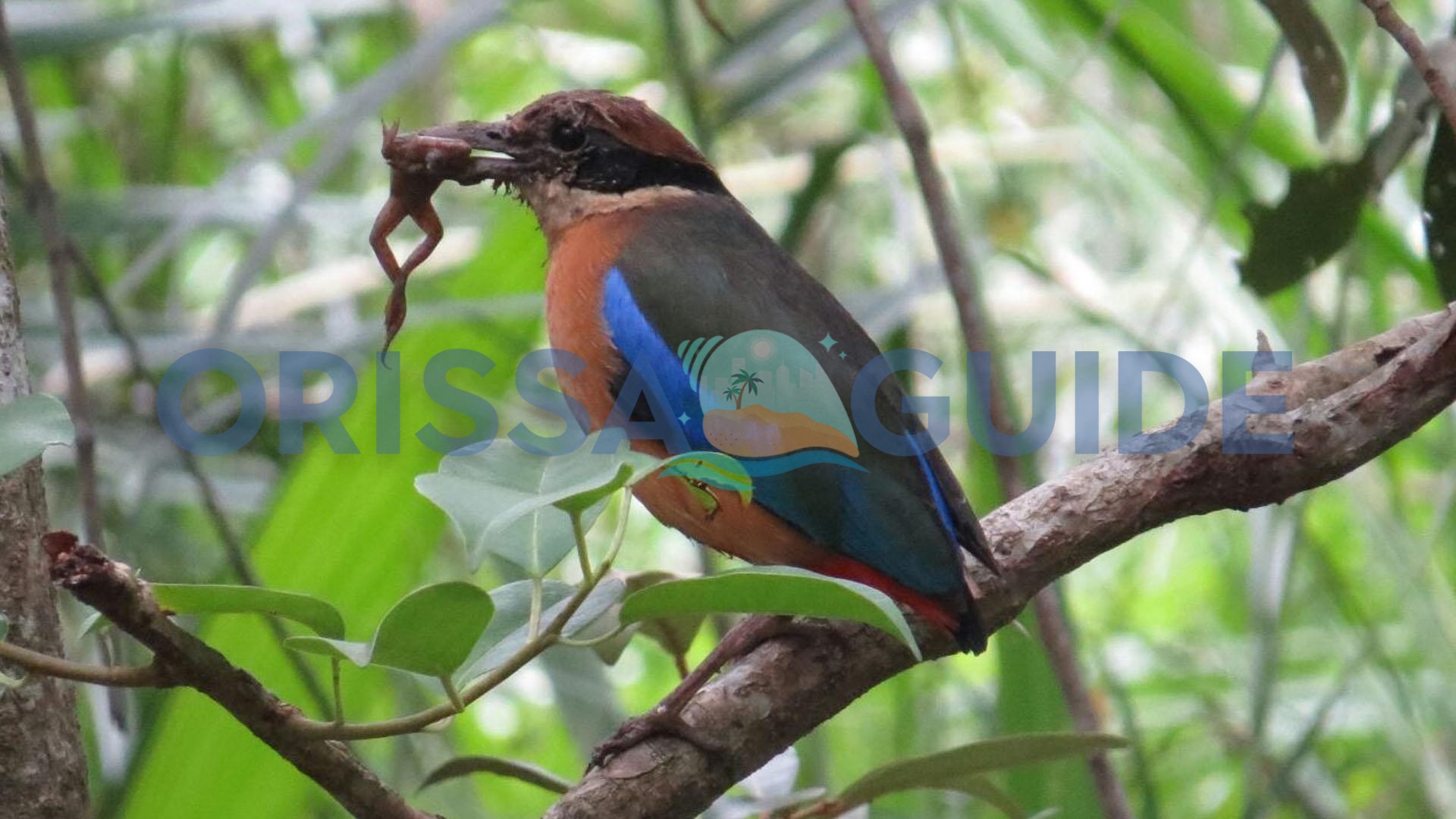 Bhitarkanika Nature Camps in Raj Nagar, Odisha