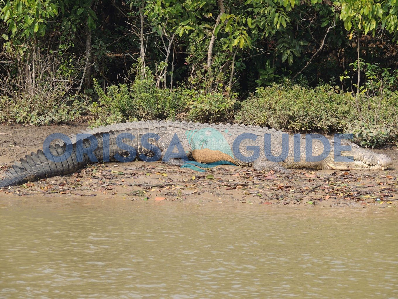 Ramatirtha Crocodile, Mayurbhanj, Odisha