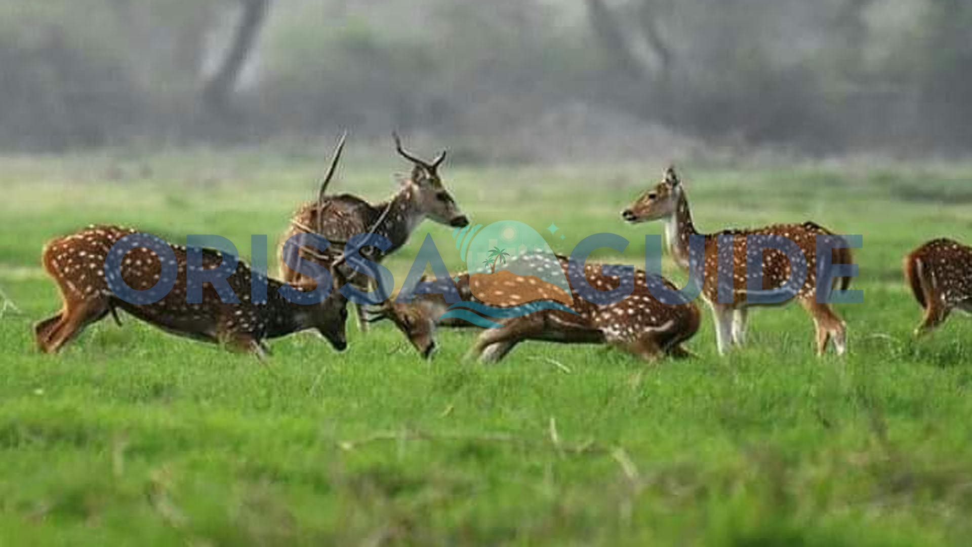 Kuldiha Wildlife Sanctuary, Balasore, Odisha