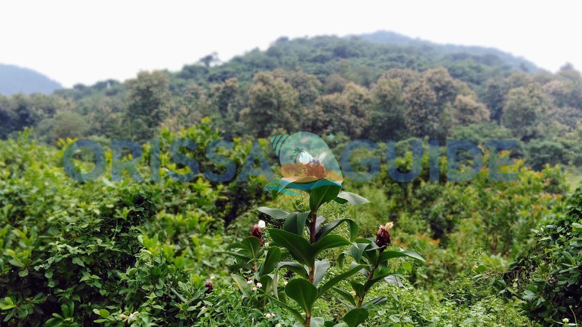 Saptasajya Hill: Dhenkanal's Hidden Gem Unveiled