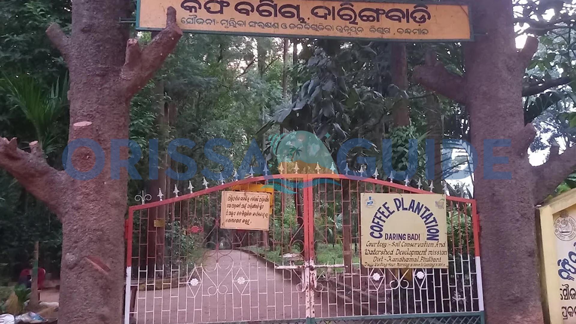 Coffee Garden, Black Pepper Tree, Daringbadi, Kandhamal, Odisha