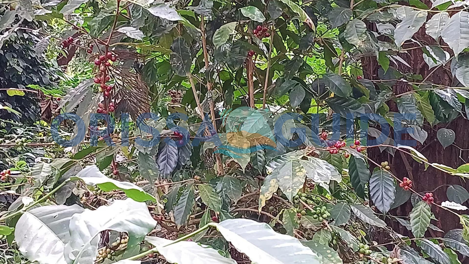 Coffee Garden, Black Pepper Tree, Daringbadi, Kandhamal, Odisha