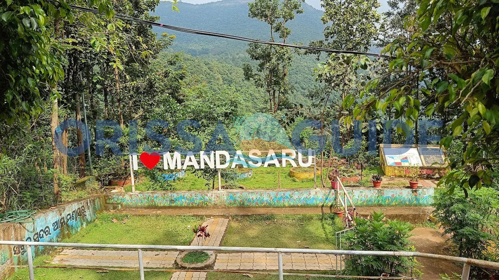 Coffee Garden, Black Pepper Tree, Daringbadi, Kandhamal, Odisha