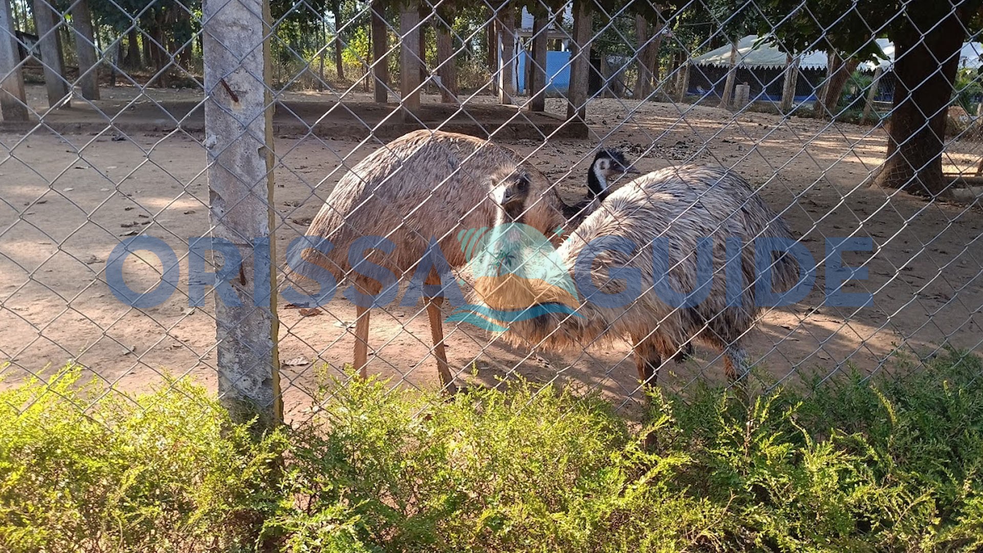 Emu Farm Sanctuary, Kirikuti, Daringbadi, Kandhamal, Odisha
