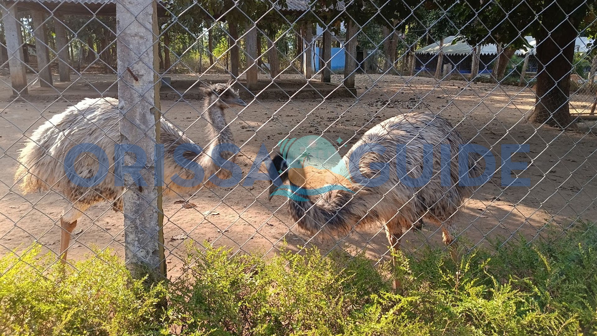 Emu Farm Sanctuary, Kirikuti, Daringbadi, Kandhamal, Odisha